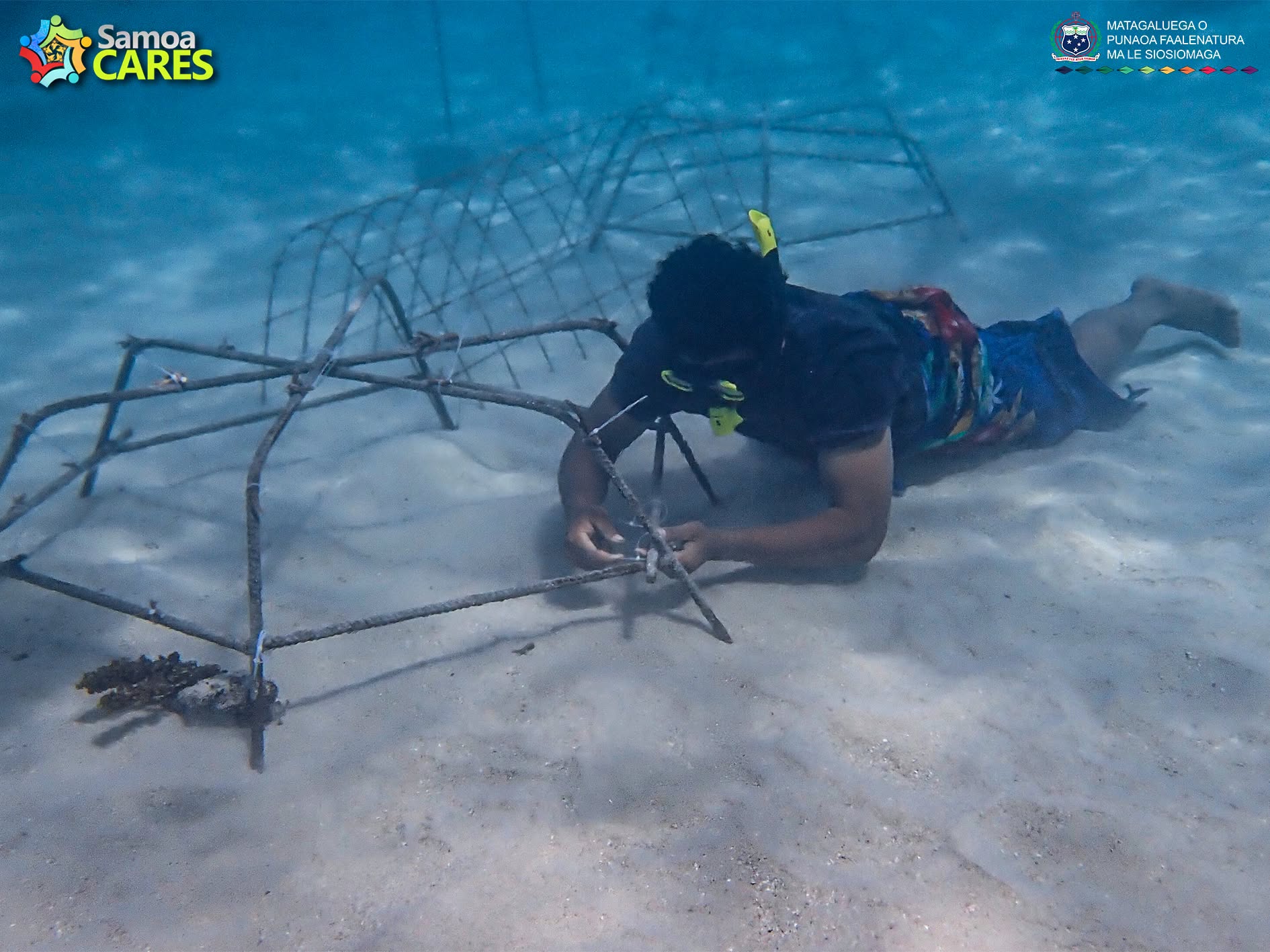 NO SCUBA TANK? NO PROBLEM! DIVE IN WITH US FOR A LOOK AT CORAL RESTORATION IN ACTION
